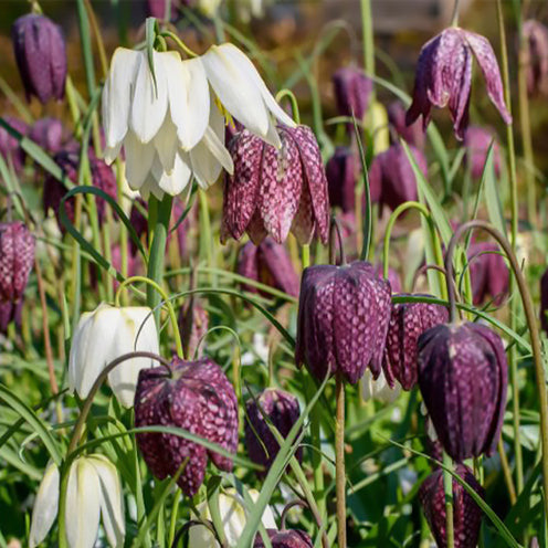 Rebhuhn-Kiebitzschachbrettblumen-Mischung (x30) - Fritillaria Meleagris - Willemse