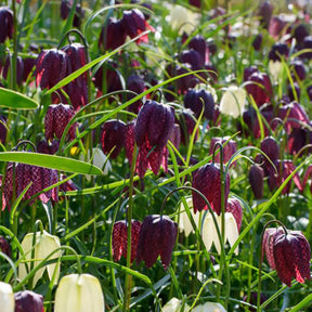 Schachblumen Mischung (x30) - Willemse