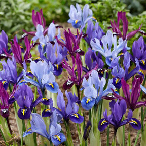 Zwerg-Iris Mischung (x25) - Willemse