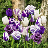 Tulpen 'Paradis' Mischung (x20) - Willemse