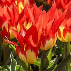 Tulpen ‘Flames Mystery’ (x5) - Tulipa Fosteriana Flames Mystery - Willemse
