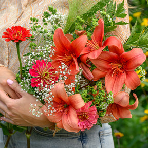 Lilium asiaticum red - Asiatische Lilien und Blumenmischung - Lilien-Zwiebeln