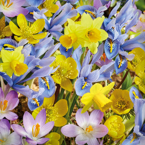 50 bienenfreundliche Blumenzwiebeln gelb und violett - Willemse