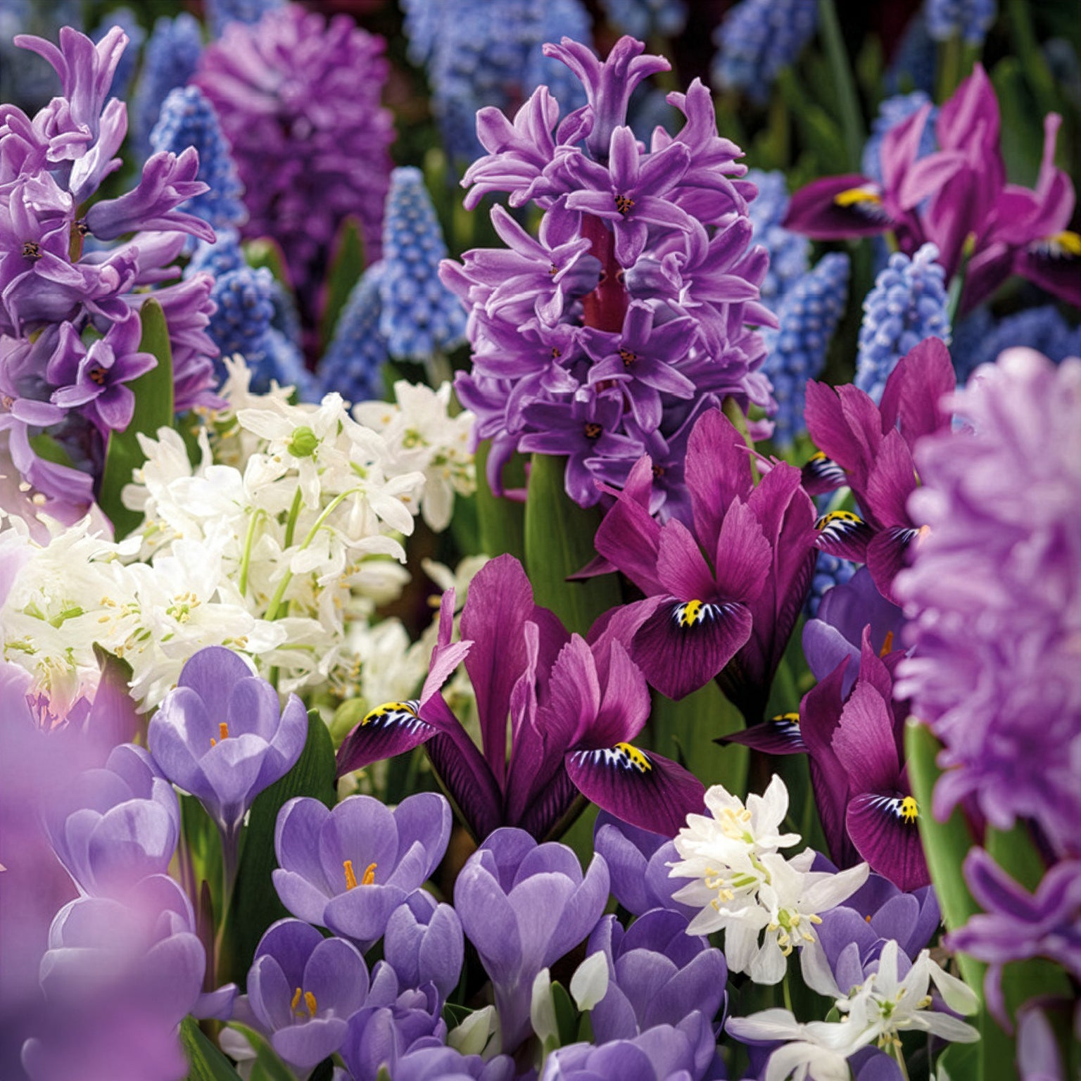 50 bienenfreundliche Blumenzwiebeln violett und weiß - Willemse