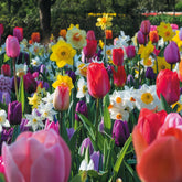 Frühlingsblumenzwiebeln für Regenbogenbeet - Willemse