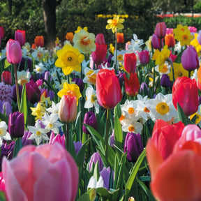 Frühlingsblumenzwiebeln für Regenbogenbeet - Willemse