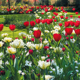 Frühlingsblumenzwiebeln für rot-weißes Beet - Willemse