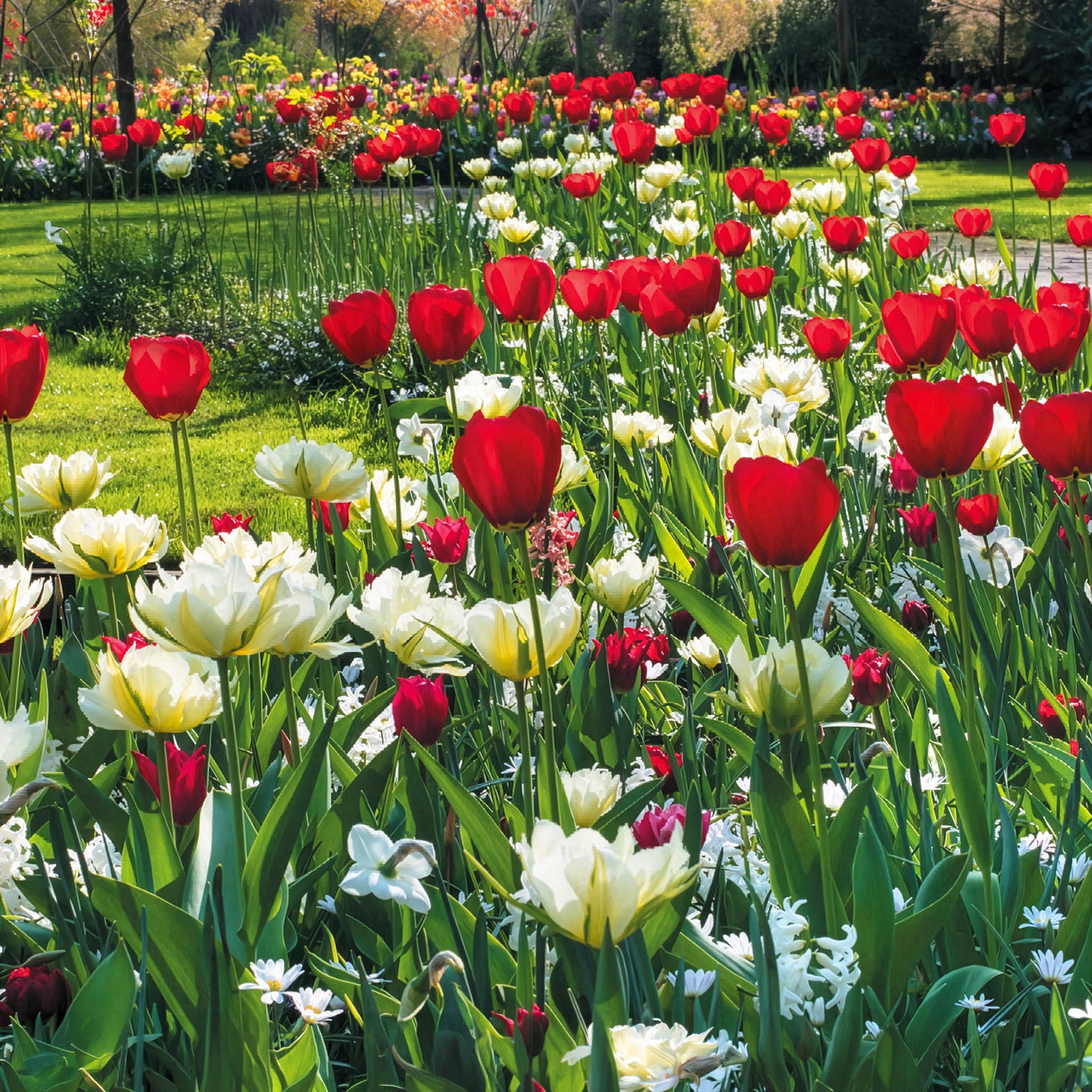 Frühlingsblumenzwiebeln für rot-weißes Beet - Willemse