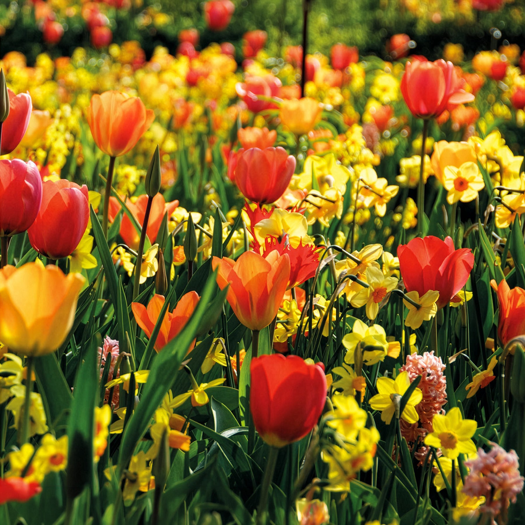 Frühlingsblumenzwiebeln für gelb-oranges Beet - Willemse