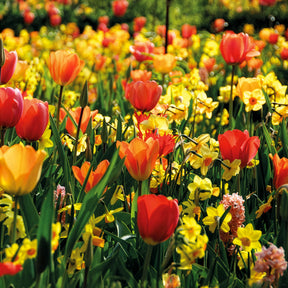 Frühlingsblumenzwiebeln für gelb-oranges Beet - Willemse