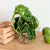 Monstera deliciosa 25–35 cm - Willemse
