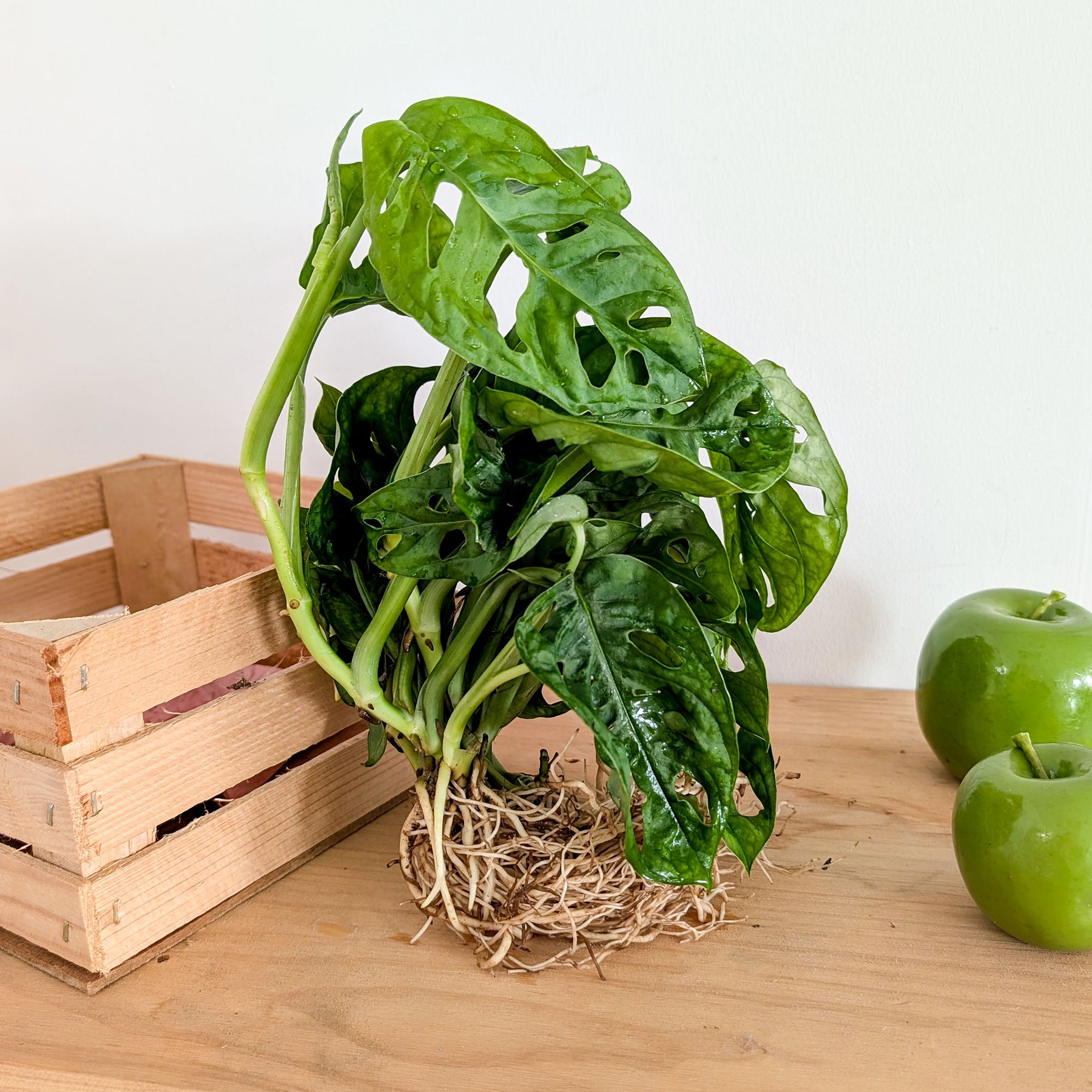 Monstera deliciosa 25–35 cm - Willemse