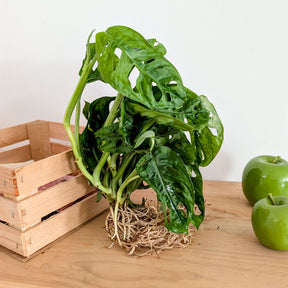 Monstera deliciosa 25–35 cm - Willemse