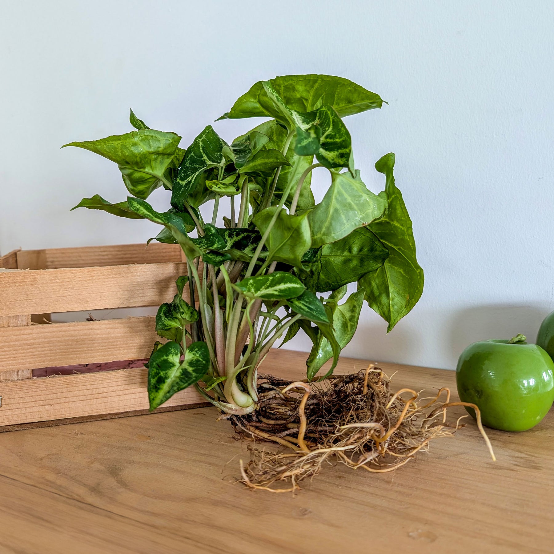 Syngonium (25–35 cm) - Willemse