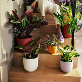 Elho Blumentopf Jazz rund seidenweiß - Innenblumentöpfe und Übertopf - Willemse