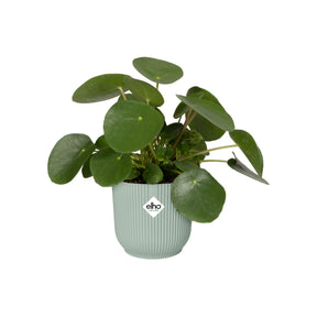 Elho Blumentopf Vibes fold rund sorbet grün -  - Willemse