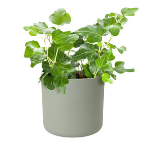 Elho Blumentopf B for soft rund steingrün