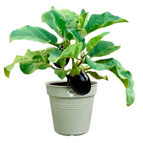 Anzuchttopf Green Basics  Steingrün -  - Willemse