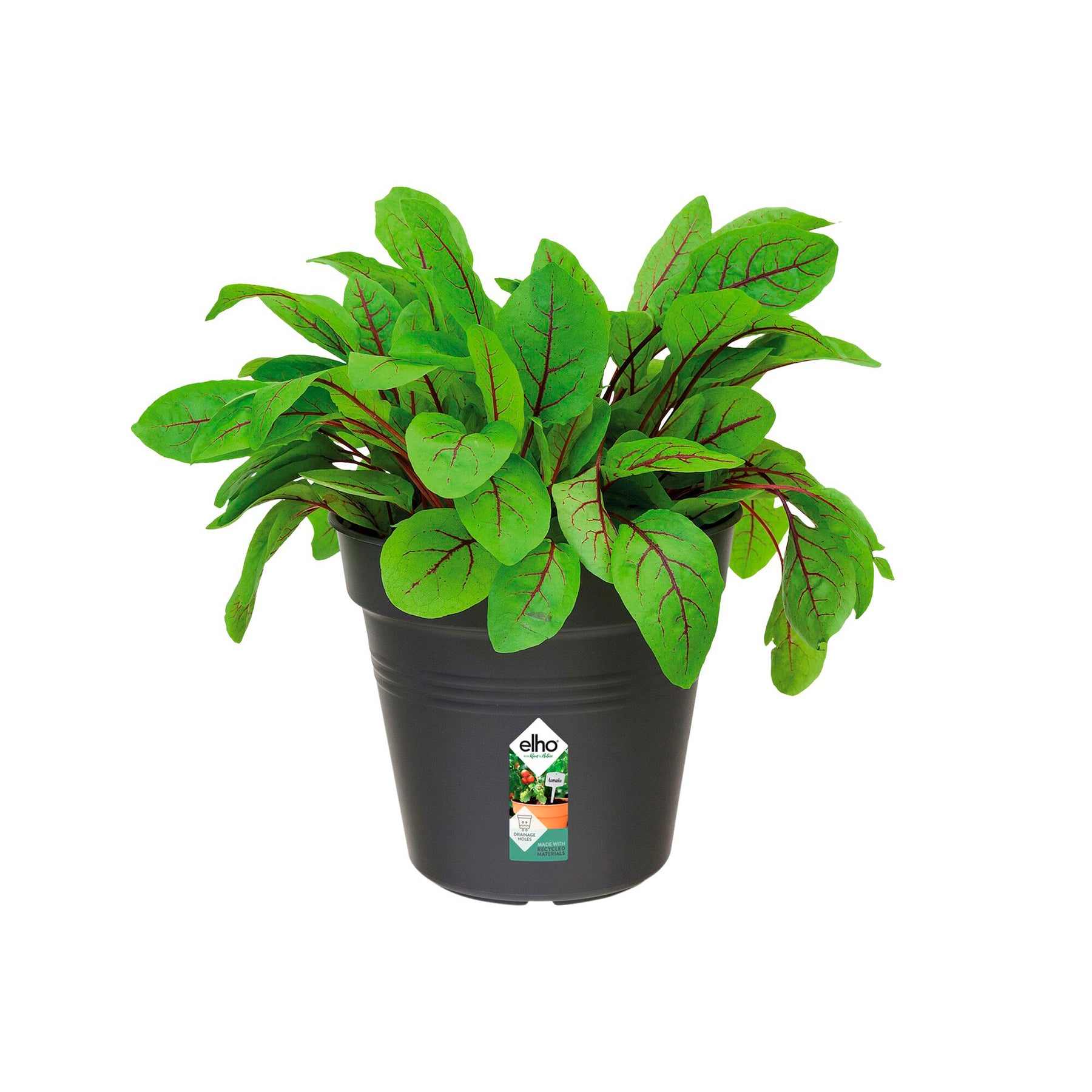 Anzuchttopf Green Basics  Living Schwarz ELHO -  - Willemse