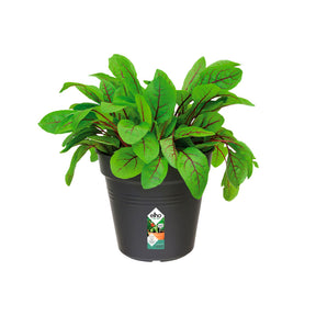 Anzuchttopf Green Basics  Living Schwarz ELHO -  - Willemse