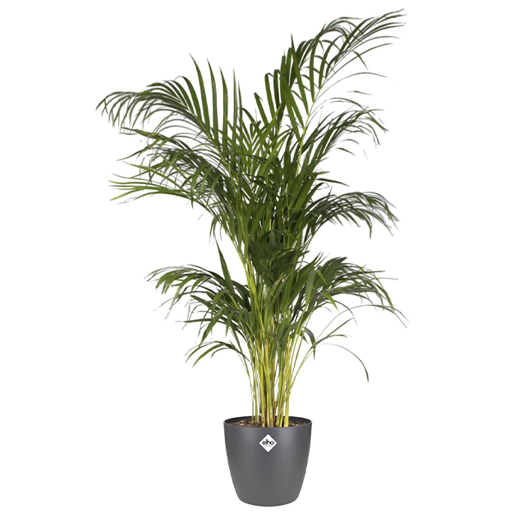 Elho Blumentopf Brussels rund anthrazit