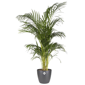 Elho Blumentopf Brussels rund anthrazit