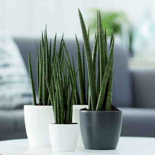 Elho Blumentopf Brussels rund anthrazit