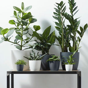 Pflege und Material - Elho Blumentopf Brussels rund anthrazit - 