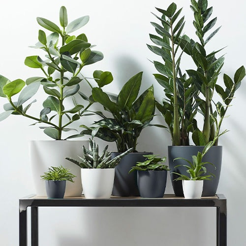 Pflege und Material - Elho Blumentopf Brussels rund anthrazit - 