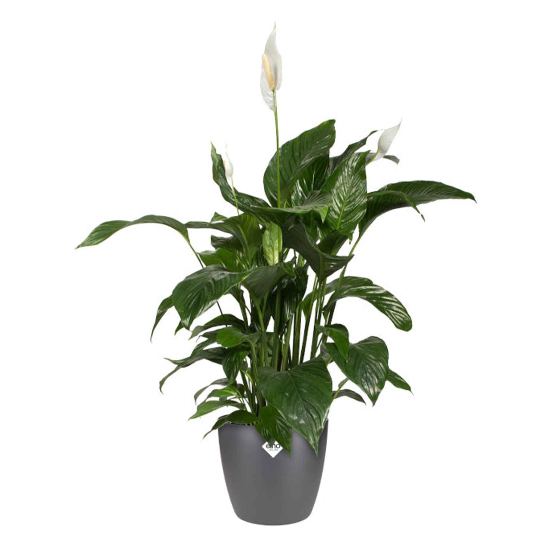 Elho Blumentopf Brussels rund anthrazit