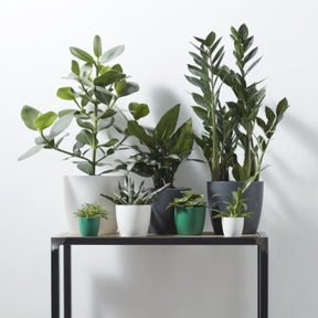 Elho Blumentopf Brussels rund anthrazit