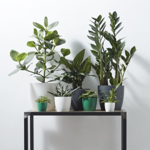 Elho Blumentopf Brussels rund anthrazit