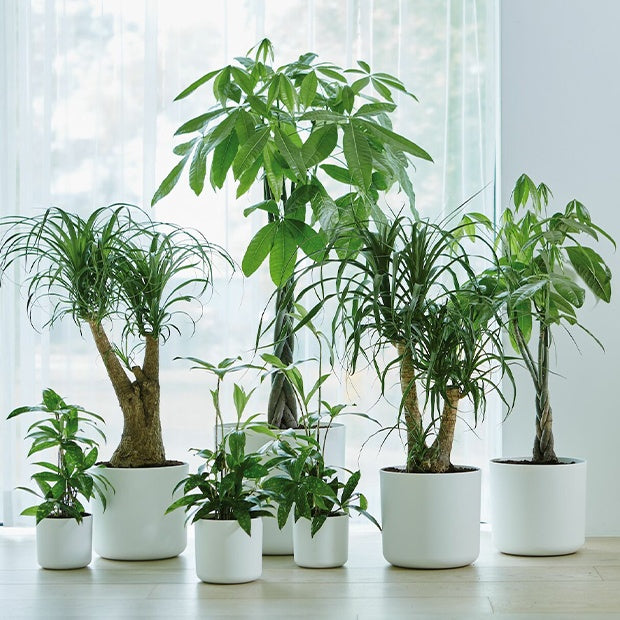 Elho Blumentopf B.for soft rund wei?