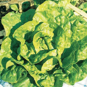 Verkauf Saatgut-Kollektion für Gemüsegarten (x7) - 