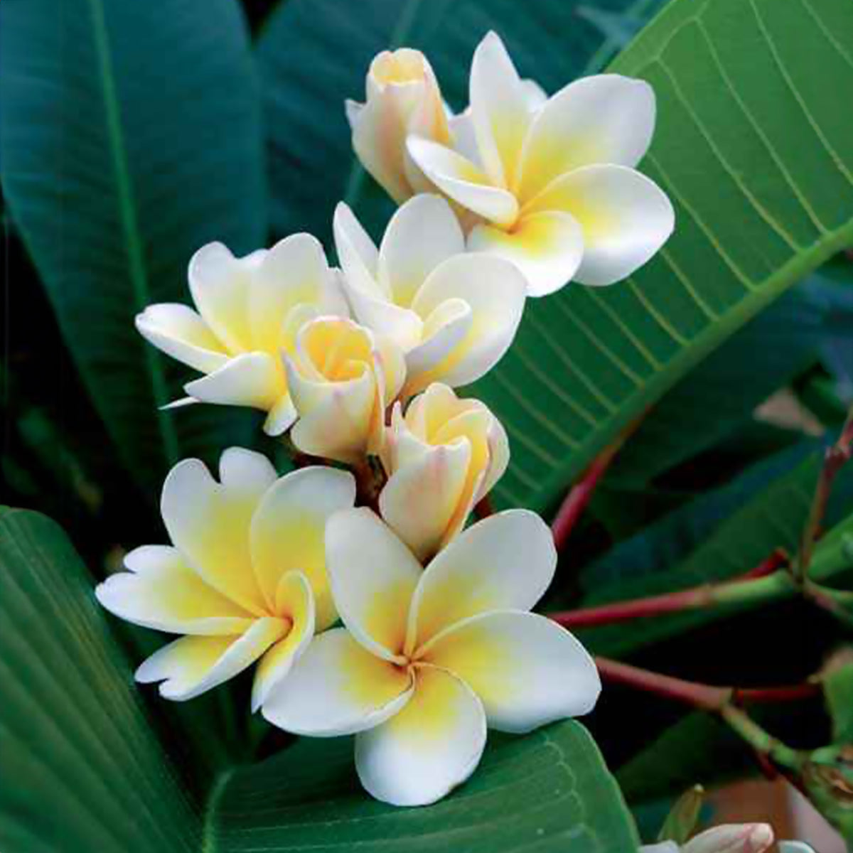 Frangipani - Plumeria - Frangipani - Plumeria alba