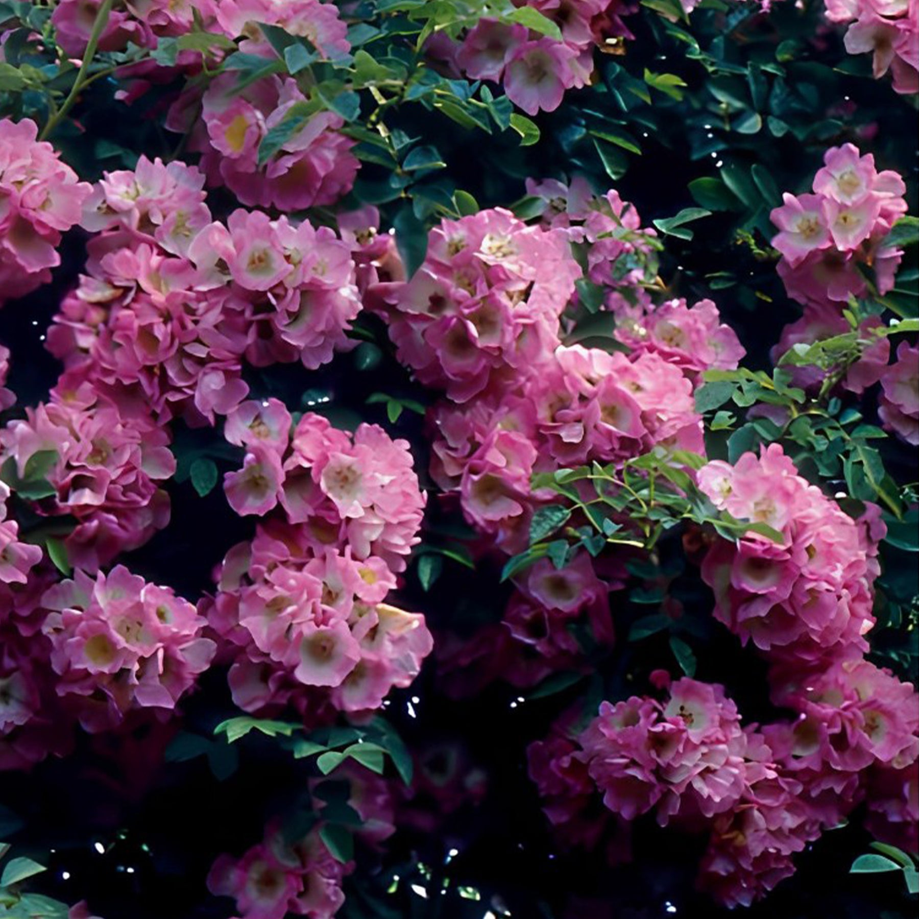 Ramblerrosen-Kollektion 'Immensee' weiß & 'Petite Duchesse' (x2) - Rosa x wichuraiana Petite Duchesse , Immensee - Willemse