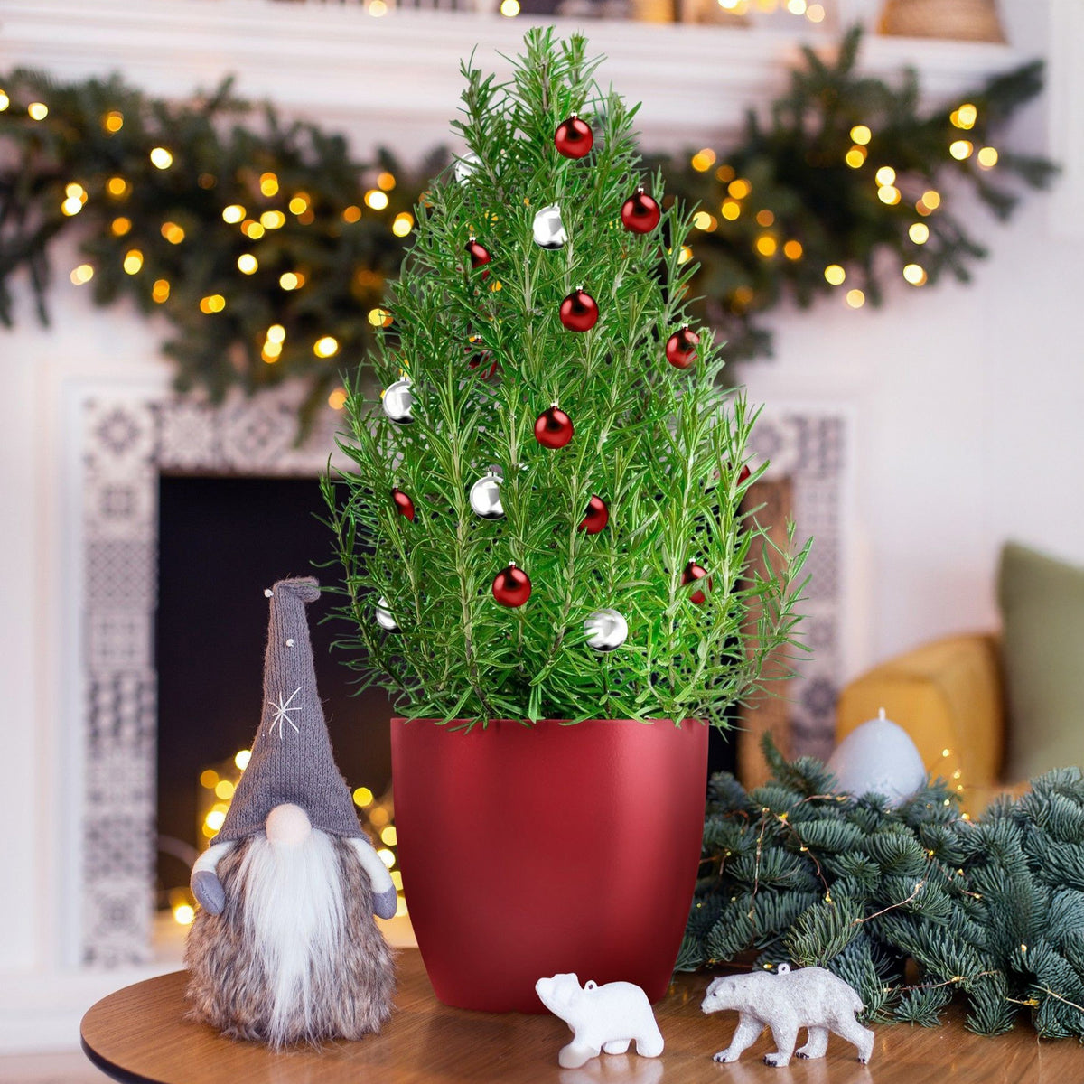 Rosmarin ' Weihnachtsbaum' - Willemse