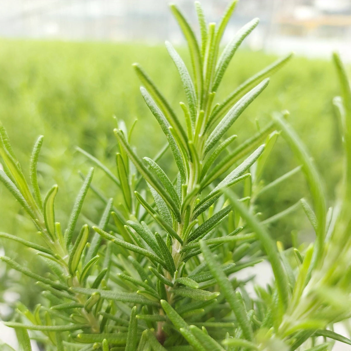 Rosmarin ' Weihnachtsbaum' - Rosmarinus officinalis Christmas Tree - Willemse