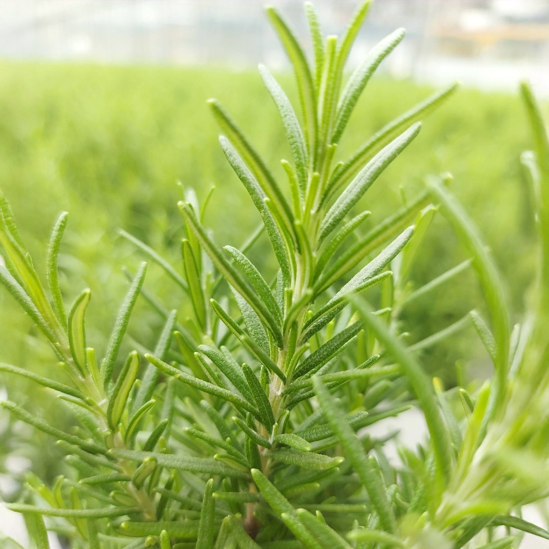 Rosmarin ' Weihnachtsbaum' - Rosmarinus officinalis Christmas Tree - Willemse