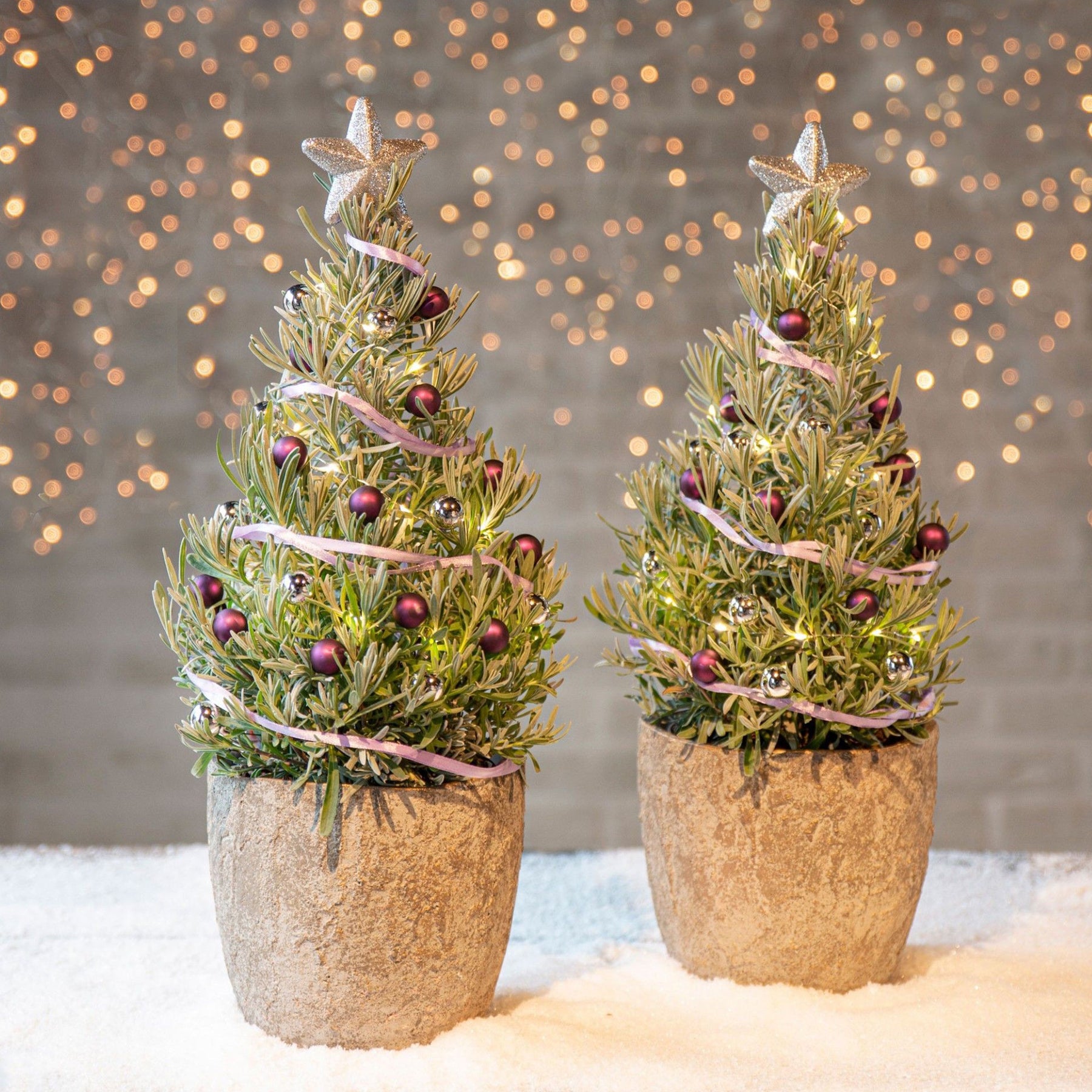 Lavendel  ' Weihnachtsbaum' - Willemse