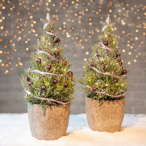Lavendel  ' Weihnachtsbaum' - Willemse
