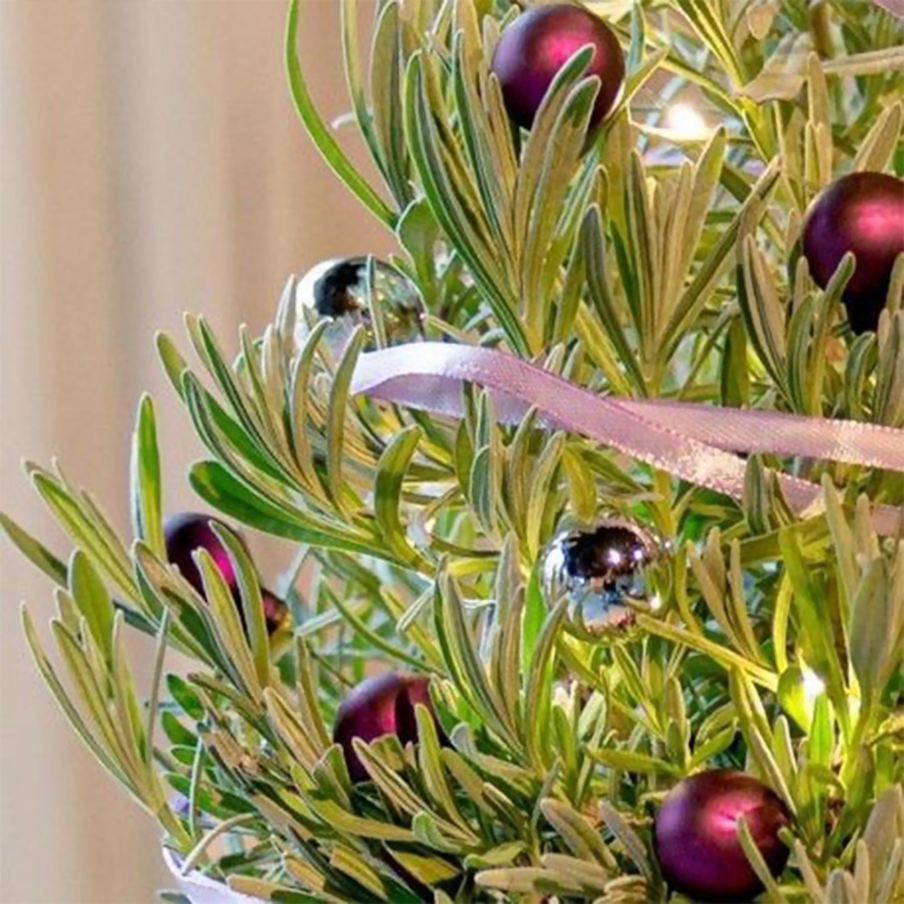 Lavendel  ' Weihnachtsbaum' - Lavandula angustifolia Christmas Tree - Willemse