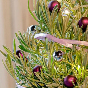 Lavendel  ' Weihnachtsbaum' - Lavandula angustifolia Christmas Tree - Willemse