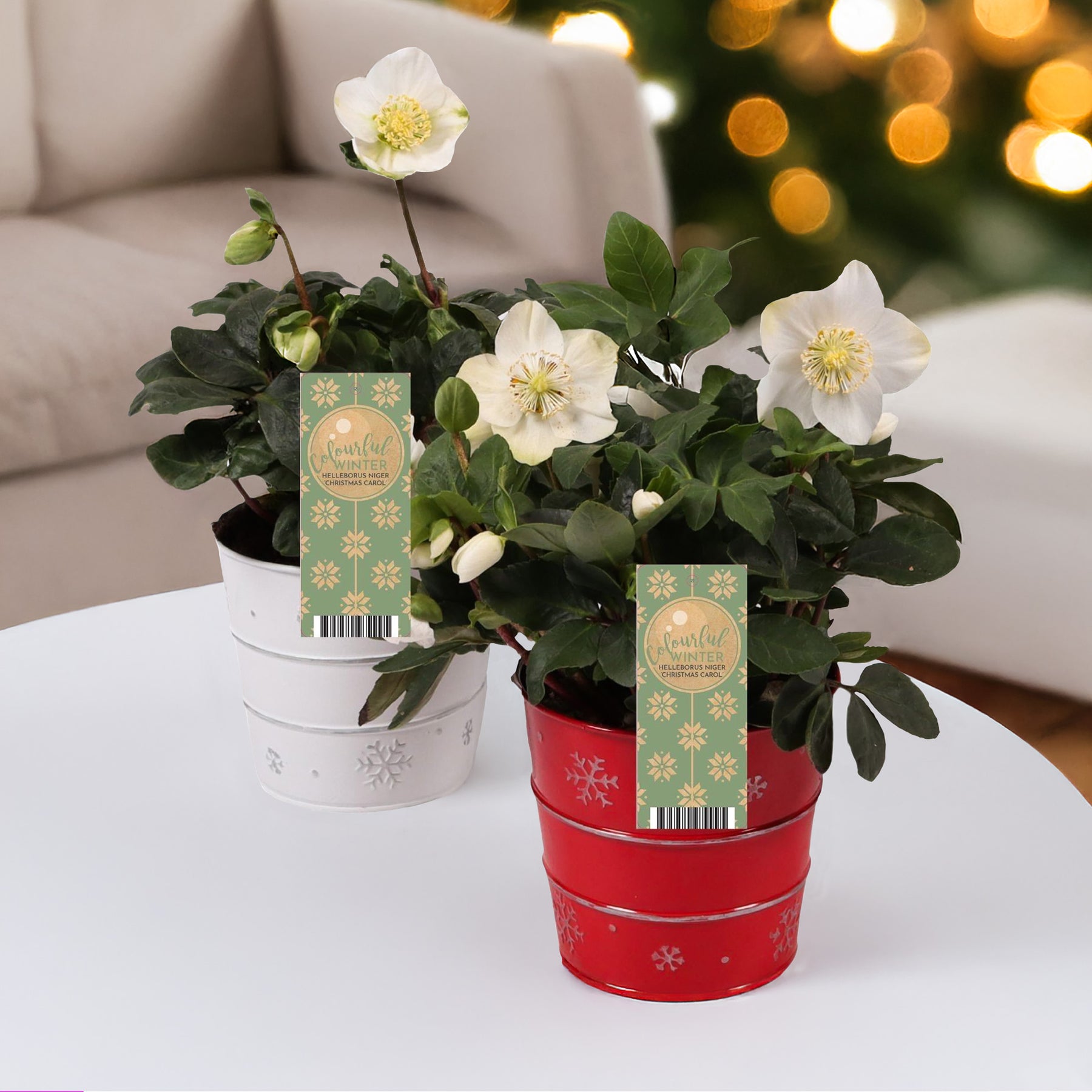 Christrose 'Christmas Carol' und sein Weihnachtstopf - Willemse