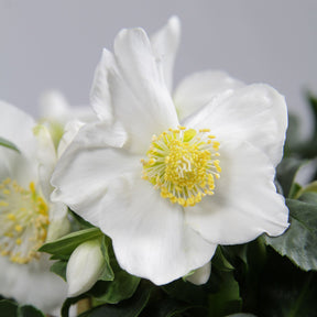 Christrose 'Christmas Carol' und sein Weihnachtstopf - Helleborus niger Christmas Carol - Willemse