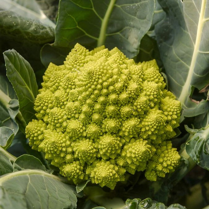 Brokkoli ‘Romanesco’ - Willemse