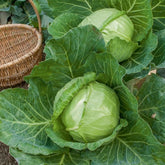 Weißkohl ‘Nantais hatif’