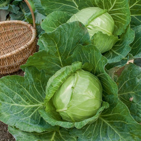 Weißkohl ‘Nantais hatif’