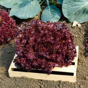 Pflücksalat ‘Lollo Rossa’ - Willemse
