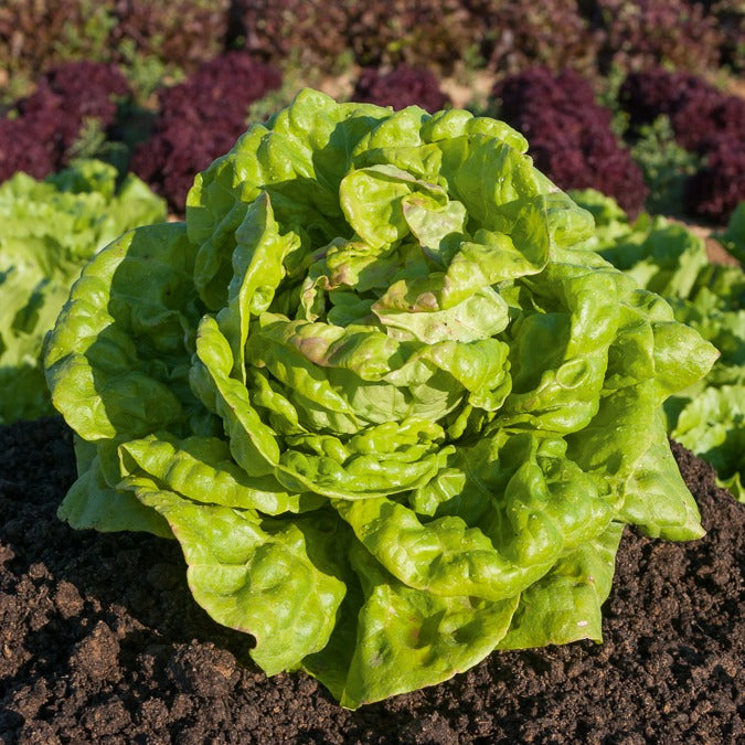 Kopfsalat ‘Reine de Mai’ - Lactuca sativa Reine de Mai - Willemse